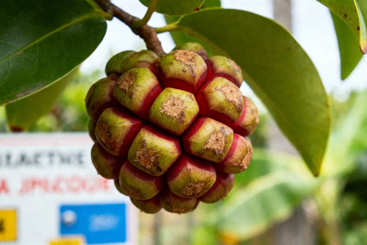 Fruit tropical vert et rouge, rond et segmenté, suspendu à une branche avec arrière-plan flou.