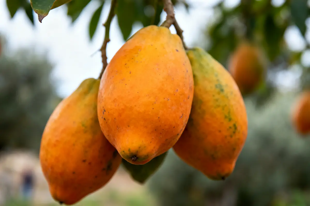 Gros plan sur des fruits exotiques orange mûrs suspendus à un arbre