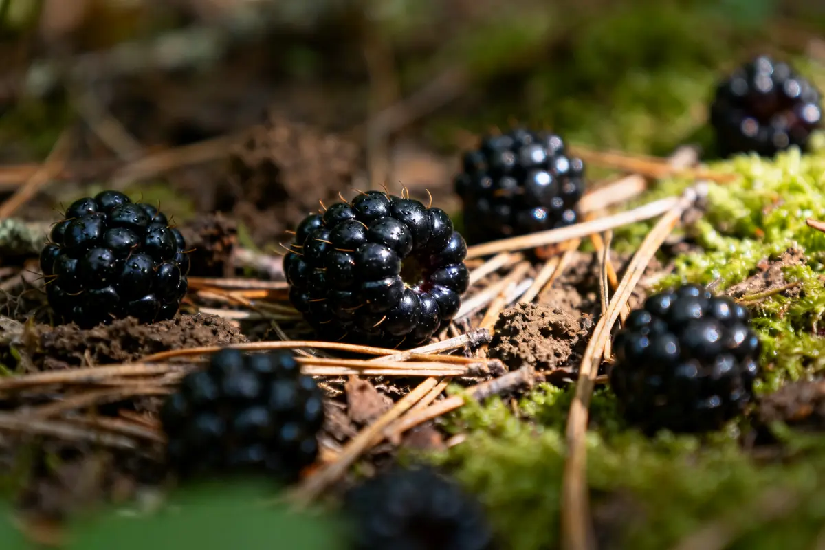 Mûres fraîches au sol forestier éclairé par le soleil, fruits noirs éclatants parmi la mousse
